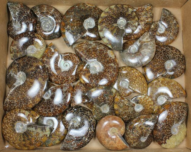 Lot: - Whole Polished Ammonites (Grade A) - Pieces #101353